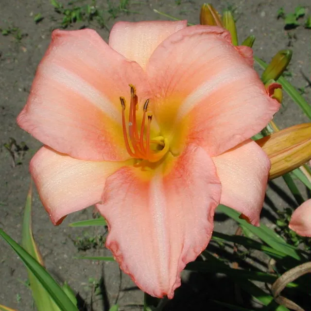 Hemerocallis Anna Warner lis du jour pot 1L rose remontant