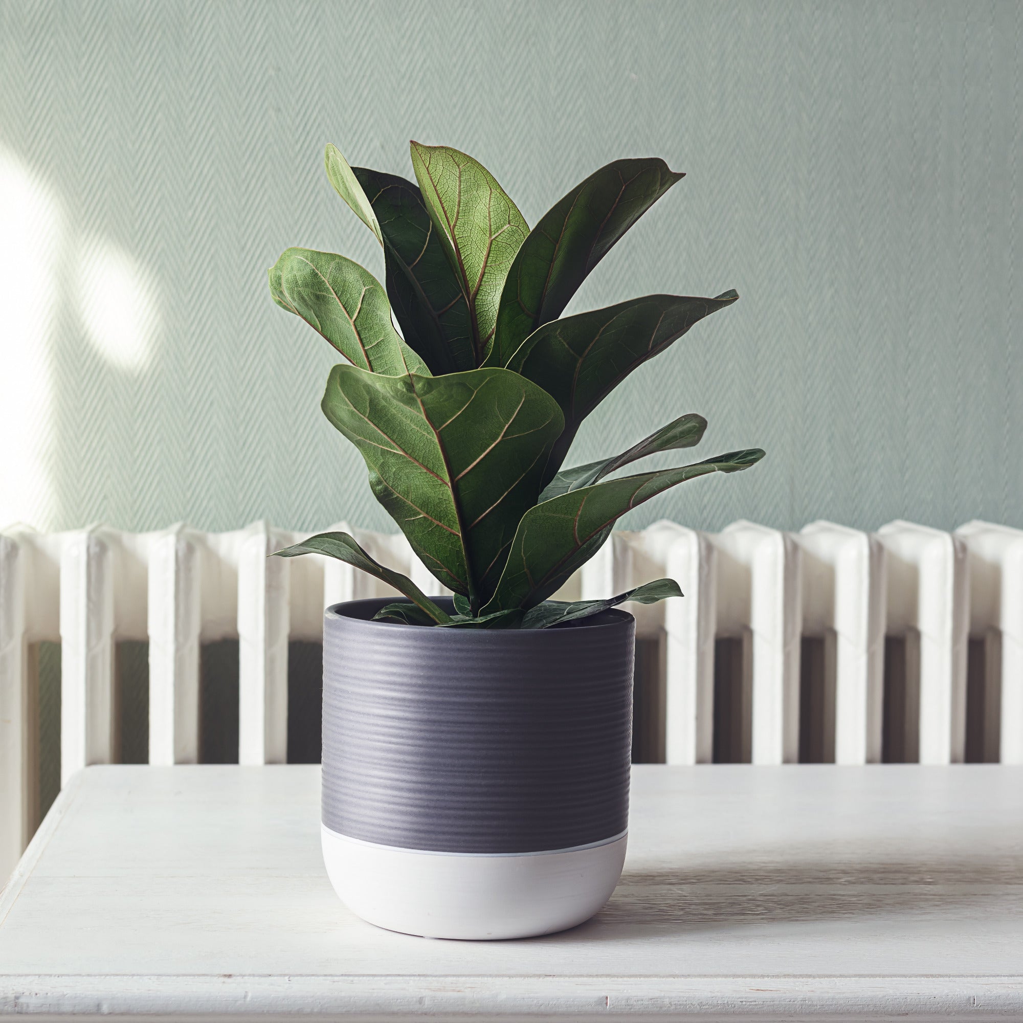 Bakker Ficus Lyrata figuier lyre plante verte pot 17cm 70-80cm