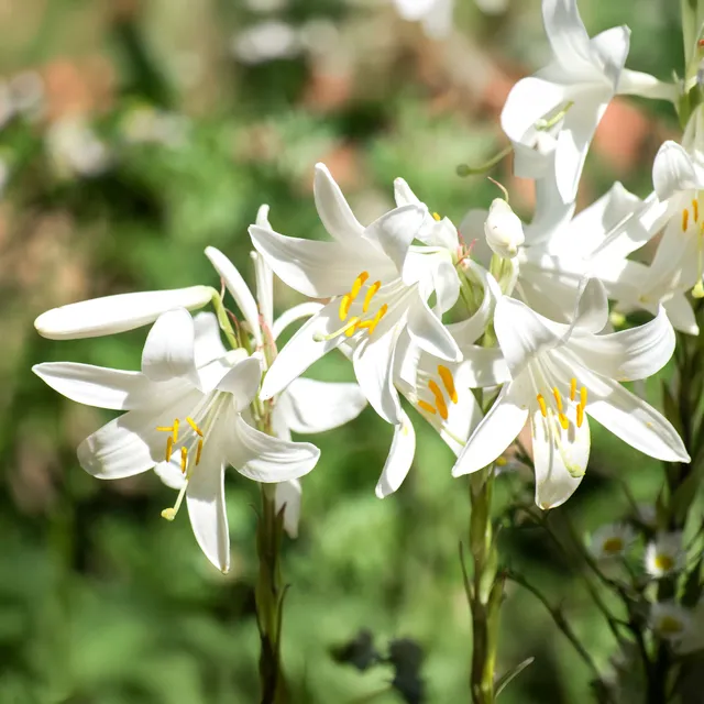 Bakker Lis de la Madone Lilium candidum bulbe sachet 2 blanc