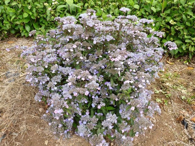 Les Hortensias du Haut Bois Montaso hortensia serrata godet fleurs plates