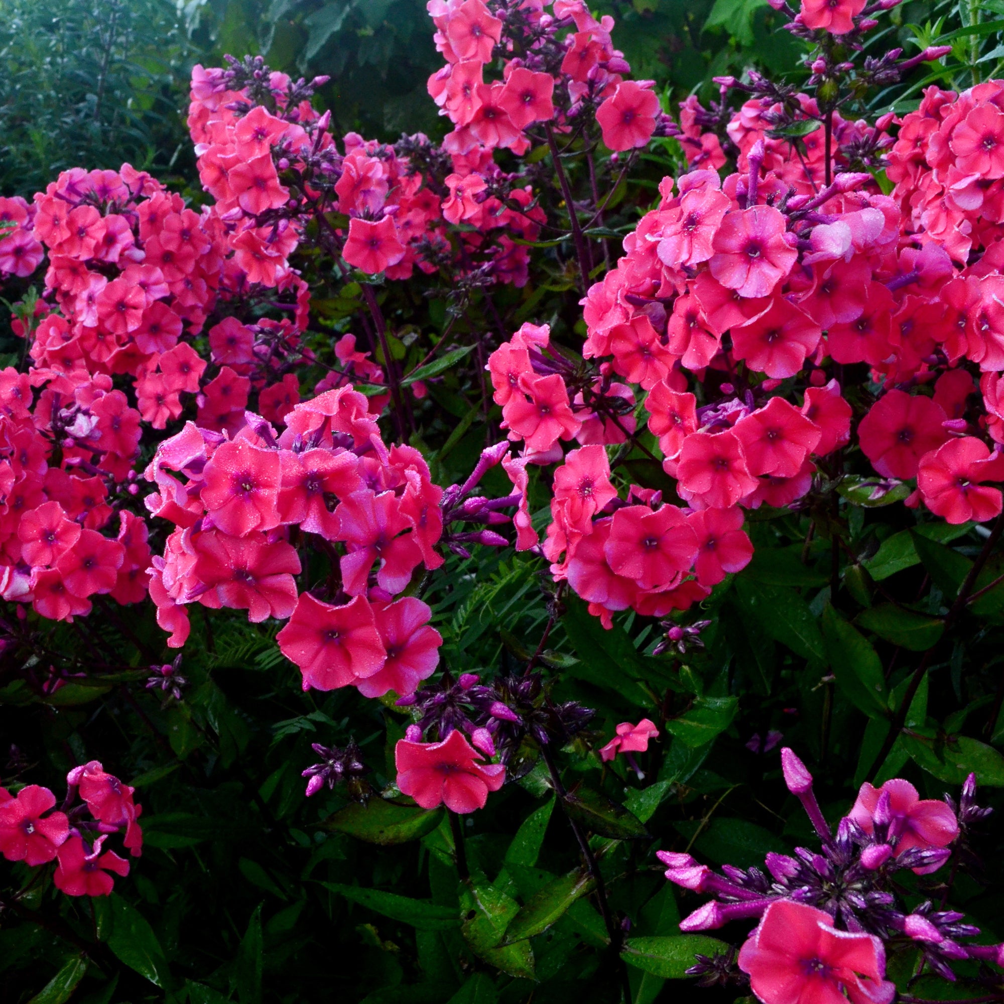 Bakker Starfire phlox paniculé pot Ø9cm rouge carmin