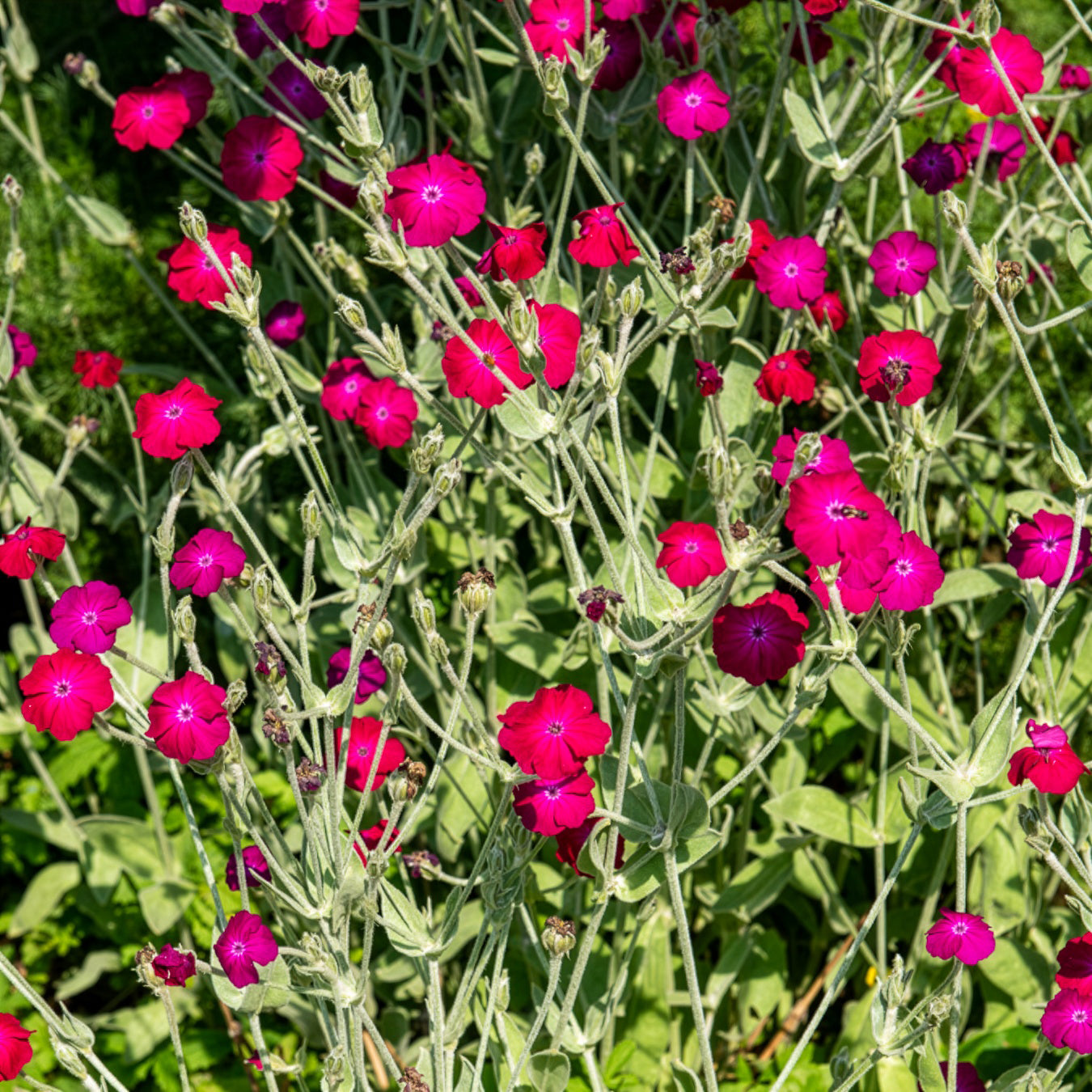 Bakker Coquelourde des jardins vivace pot 9cm fuchsia