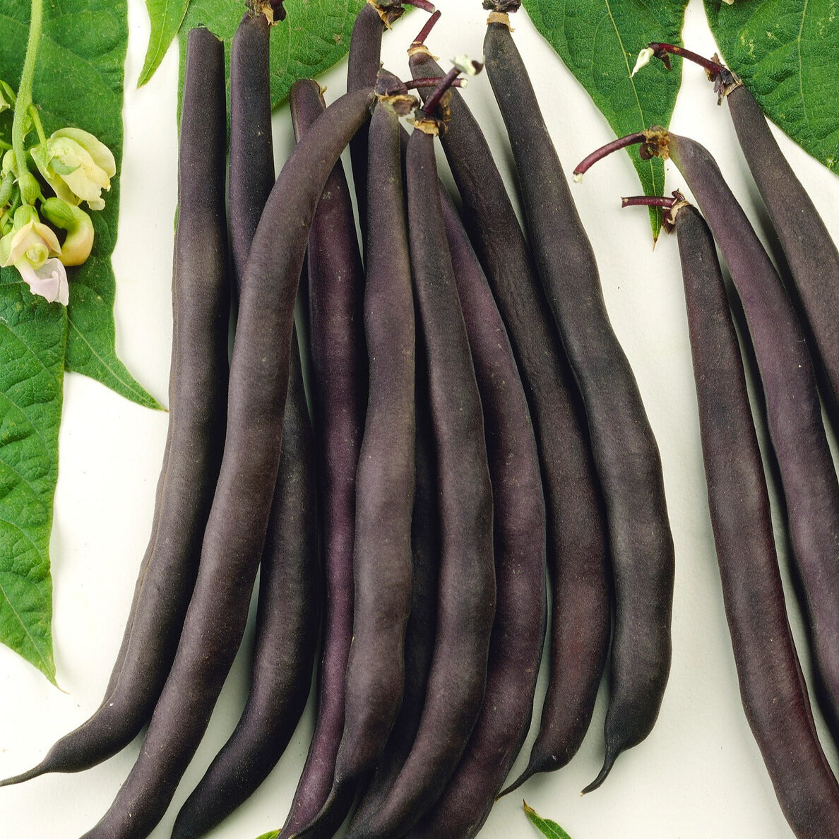 Bakker Haricot mangetout Purple Queen sachet 100g violet
