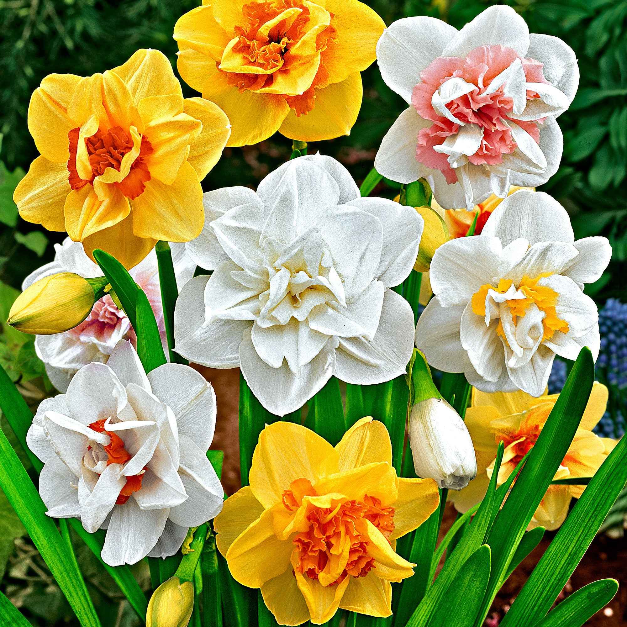 Bakker Narcisse Double mélange bulbes sachet 15 pièces double