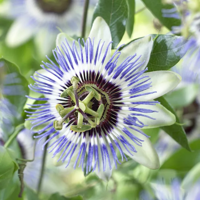 Bakker Clear Sky passiflore grimpante pot 2L fleurs bleues