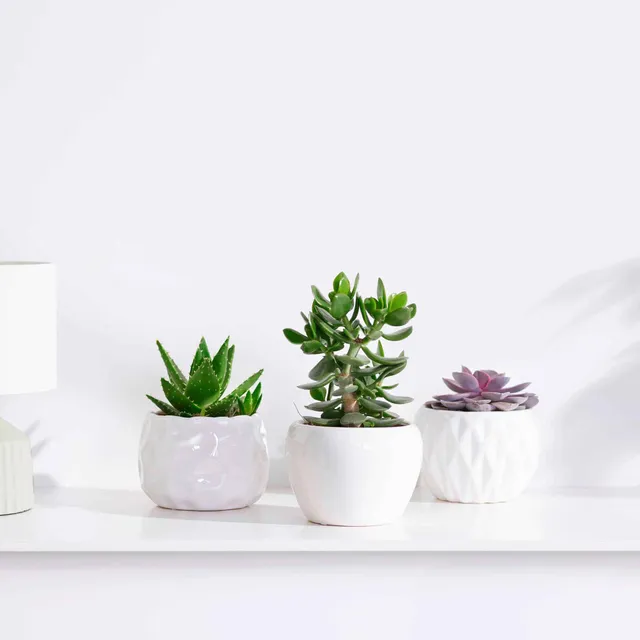 Bakker Collection 3 succulentes plante intérieur 3 pots 12cm