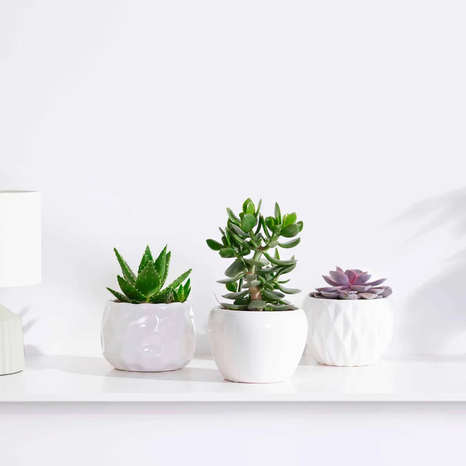 Bakker Collection 3 succulentes plante intérieur 3 pots 12cm