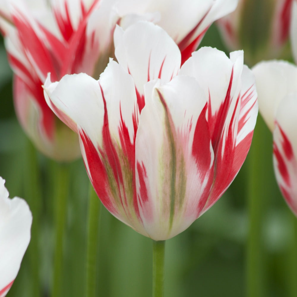 Bakker Tulipes Viridiflora Flaming Spring Green bulbes 7