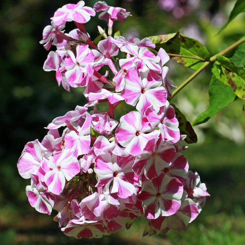 Bakker Phlox Bambini Candy Crush vivace pot 11cm nain