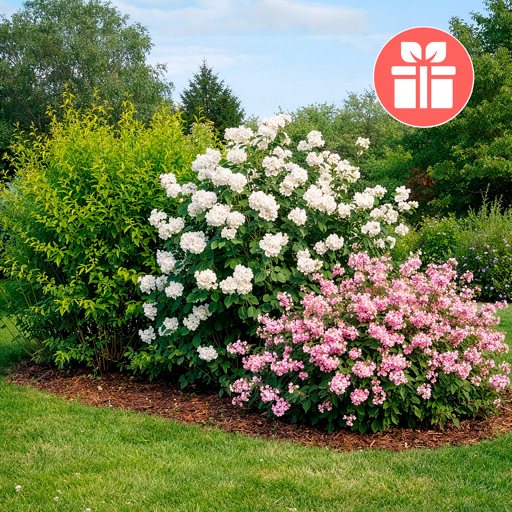 Bakker 3 arbustes en cadeaux arbuste fleurs 3 pots Ø9cm relais