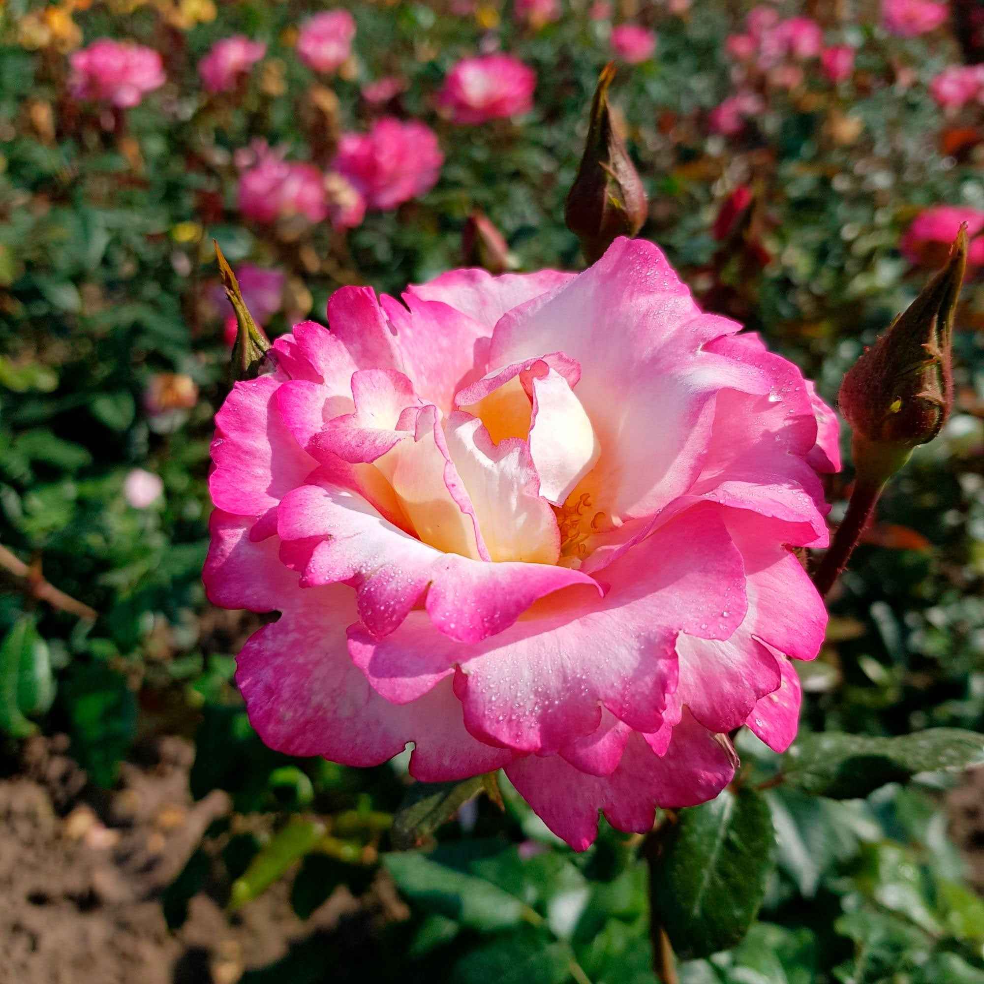 Bakker Haendel rosier grimpant bicolore racine nue 3 branches