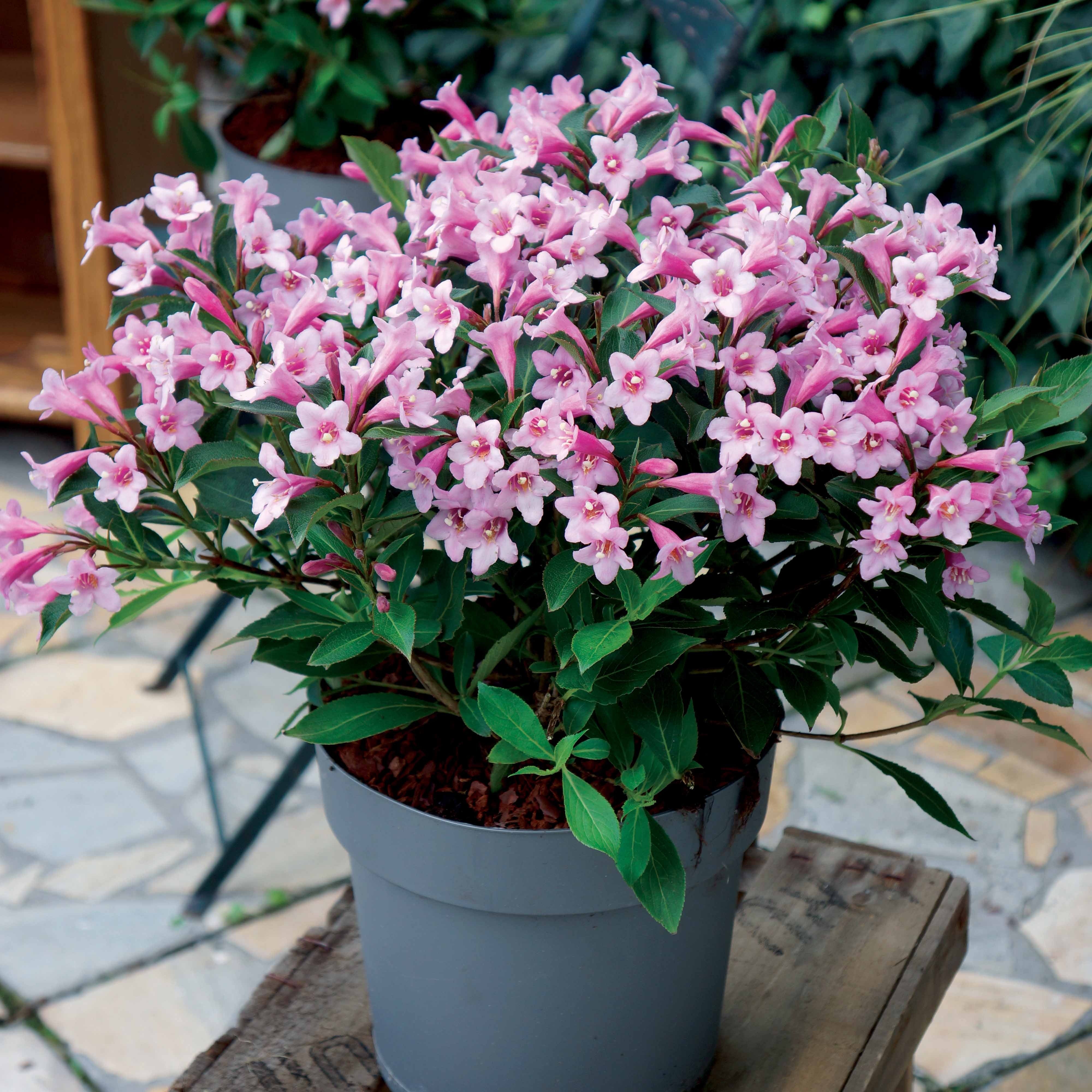 Bakker Weigelia Poupée rose arbuste nain pot 9cm