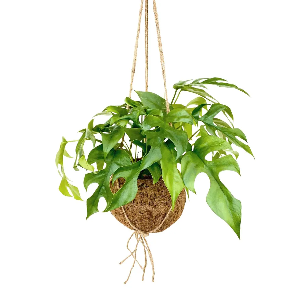 Bakker Monstera minima plante verte pot coco 17cm 30-40cm