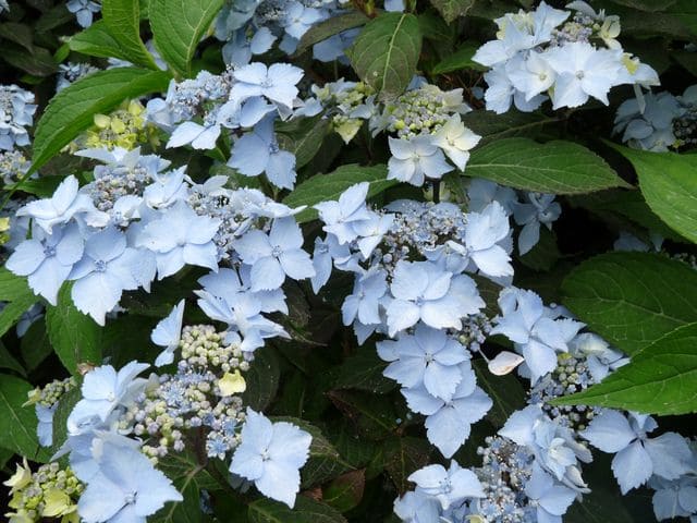 Les Hortensias du Haut Bois Blue Deckle hortensia serrata fleurs plates