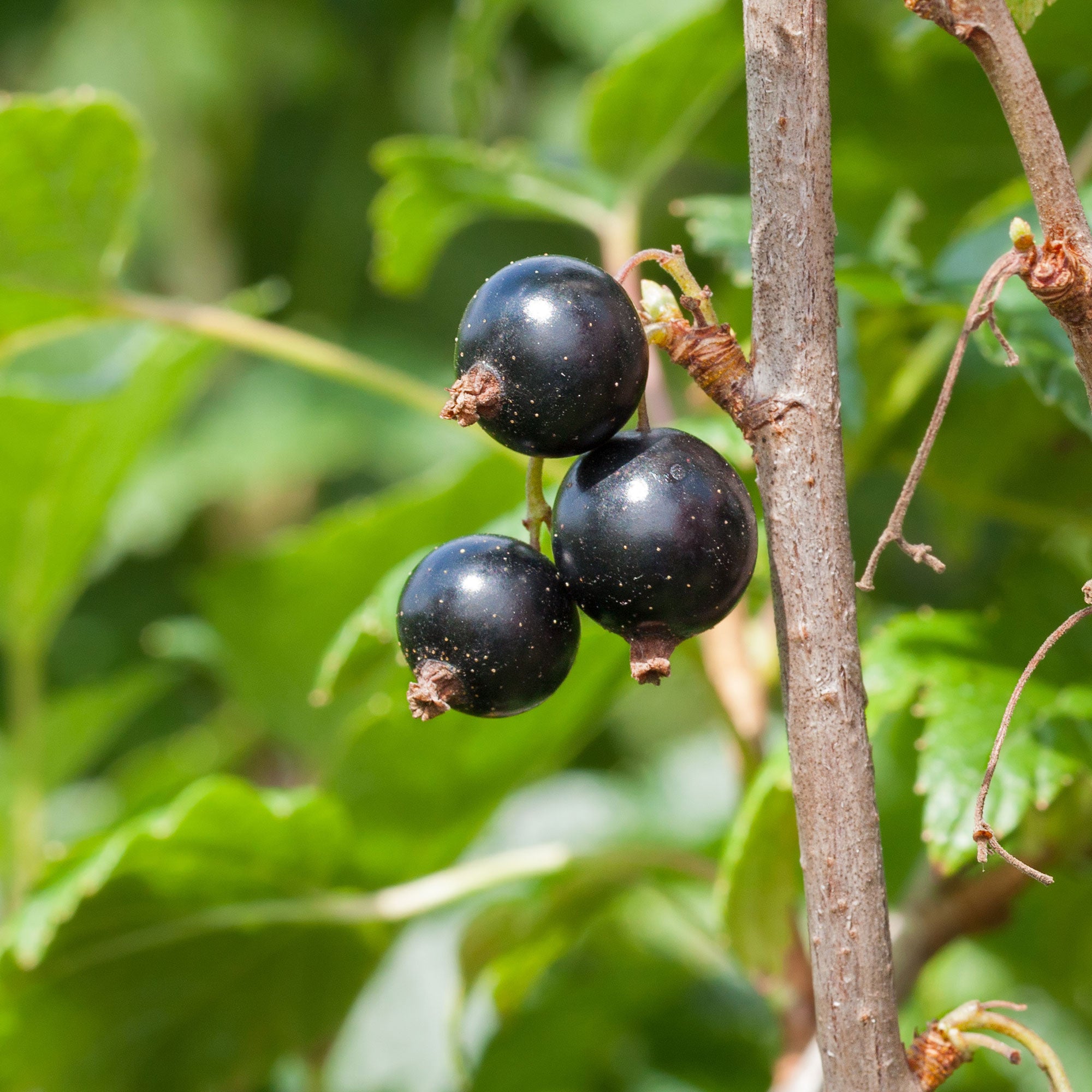 Bakker Cassissier Andega gros fruits racine nue 1-2 branches