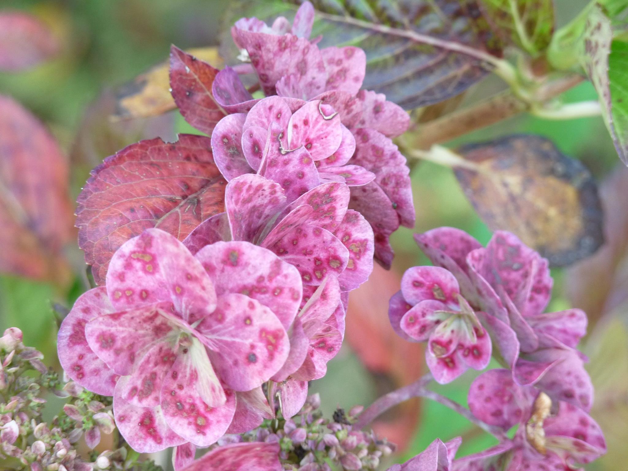 Mikawa Yae Hydrangea macrophylla hortensia plat double