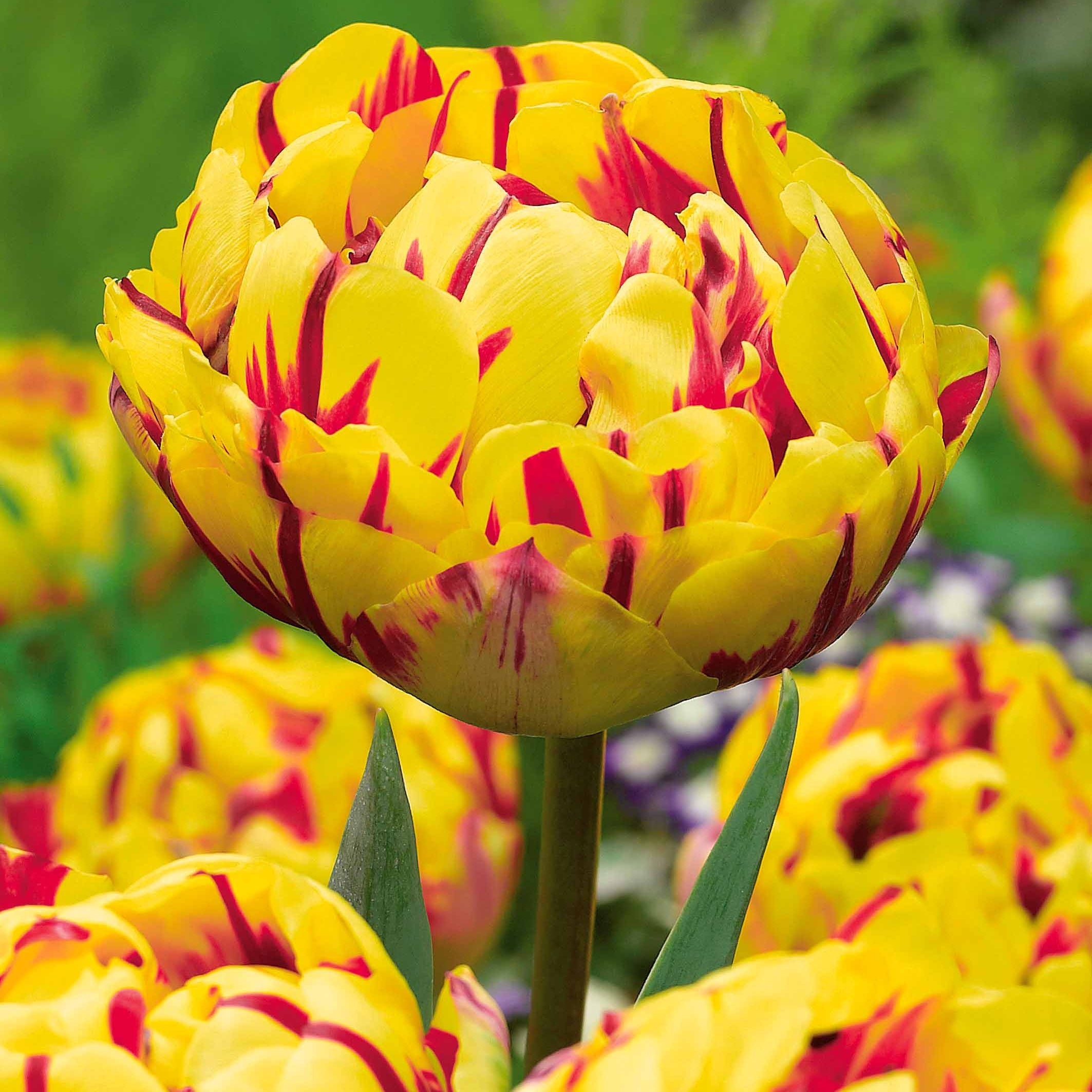 Bakker Bulbes Tulipes pivoine sachet 24 bulbes doubles