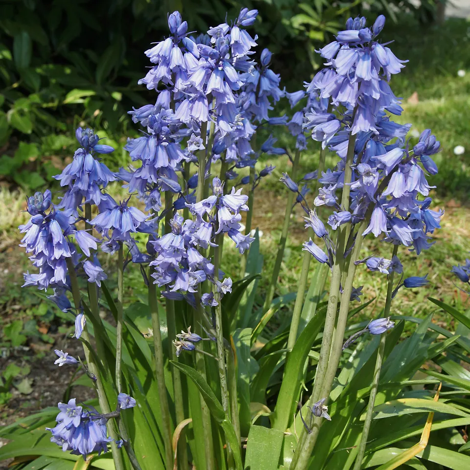 Bakker Jacinthe des bois bleue bulbe sachet 10 ombre
