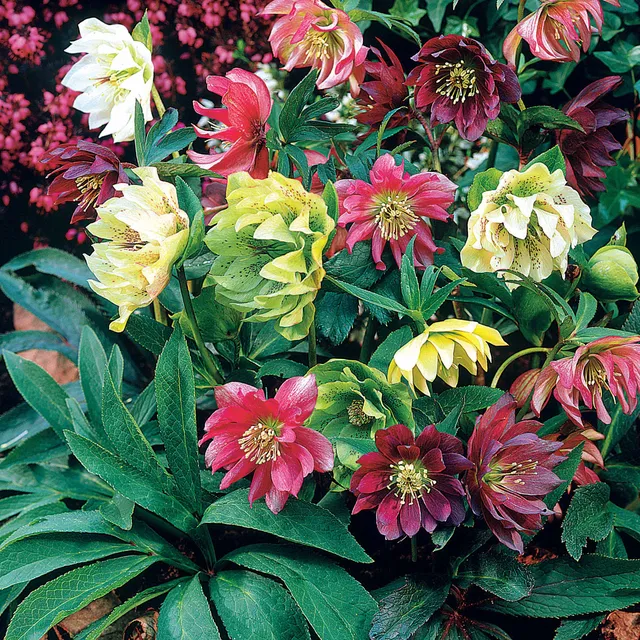 Bakker Hellébores Orient doubles fleur hiver 3 pots 9cm