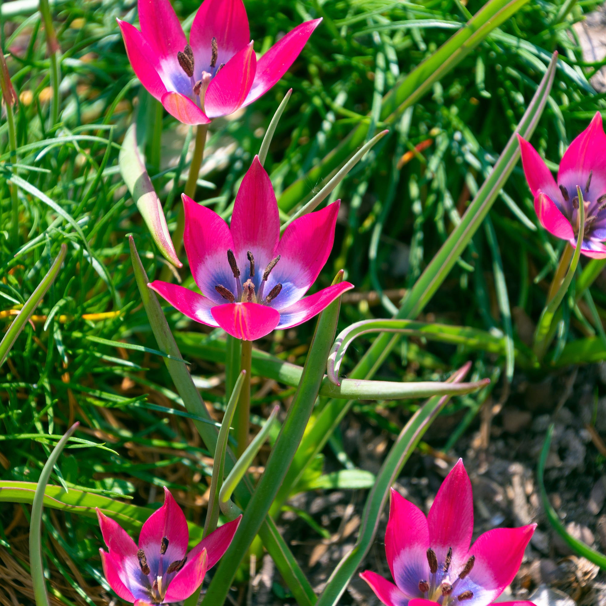 Bakker Little Beauty tulipes botaniques 10 bulbes rose violet