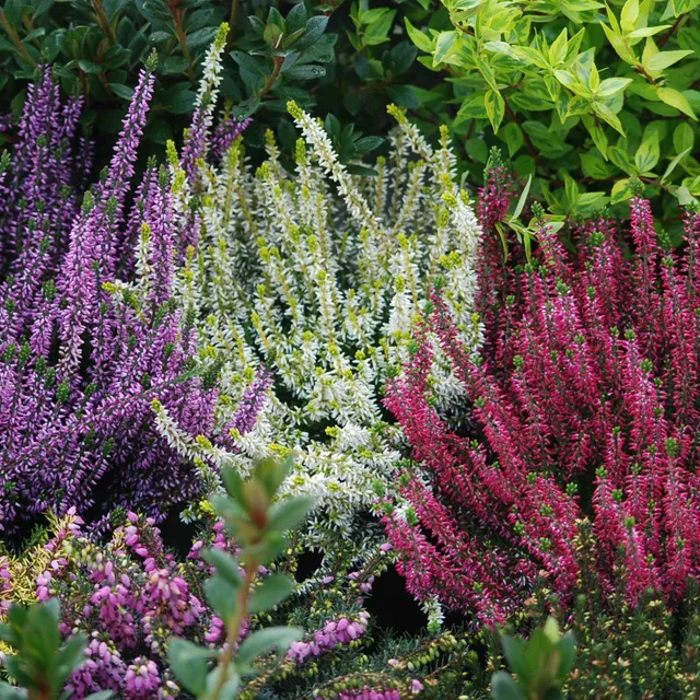 Bakker 6 Bruyères d'été mélange pots Ø9cm