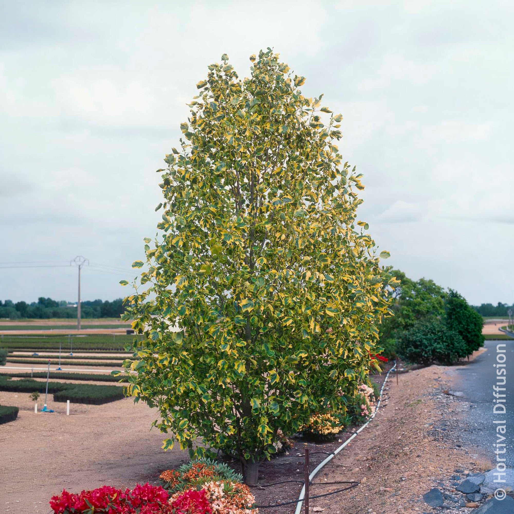Bakker Tulipier de Virginie panaché arbre pot 4.5L feuillage doré