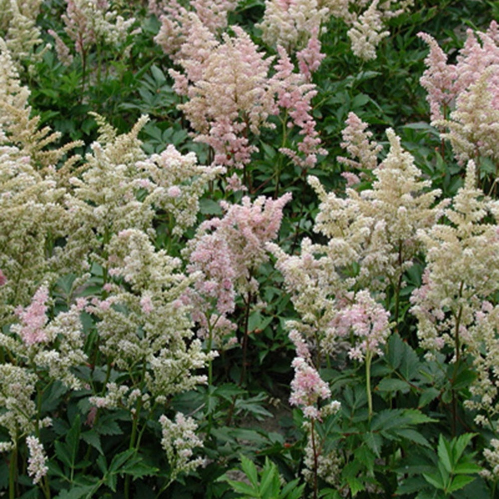 Bakker Astilbe Peach Blossom vivace pot 8cm rose pêche