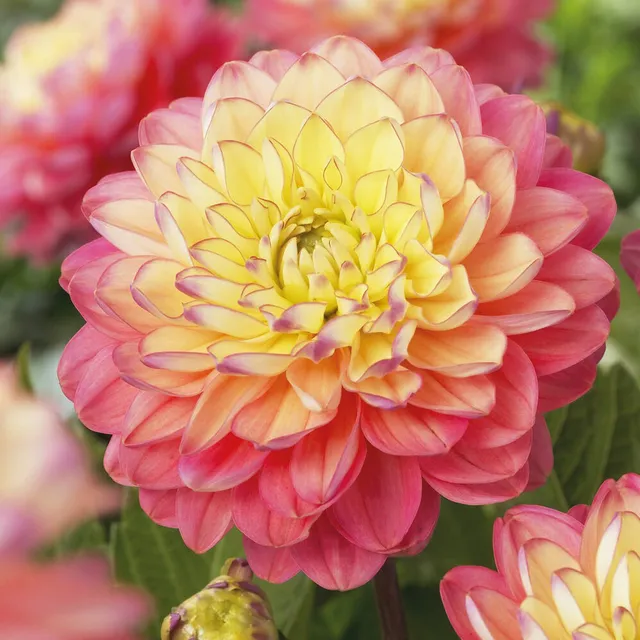 Bakker Melody Allegro dahlia 3 bulbes calibre I compact