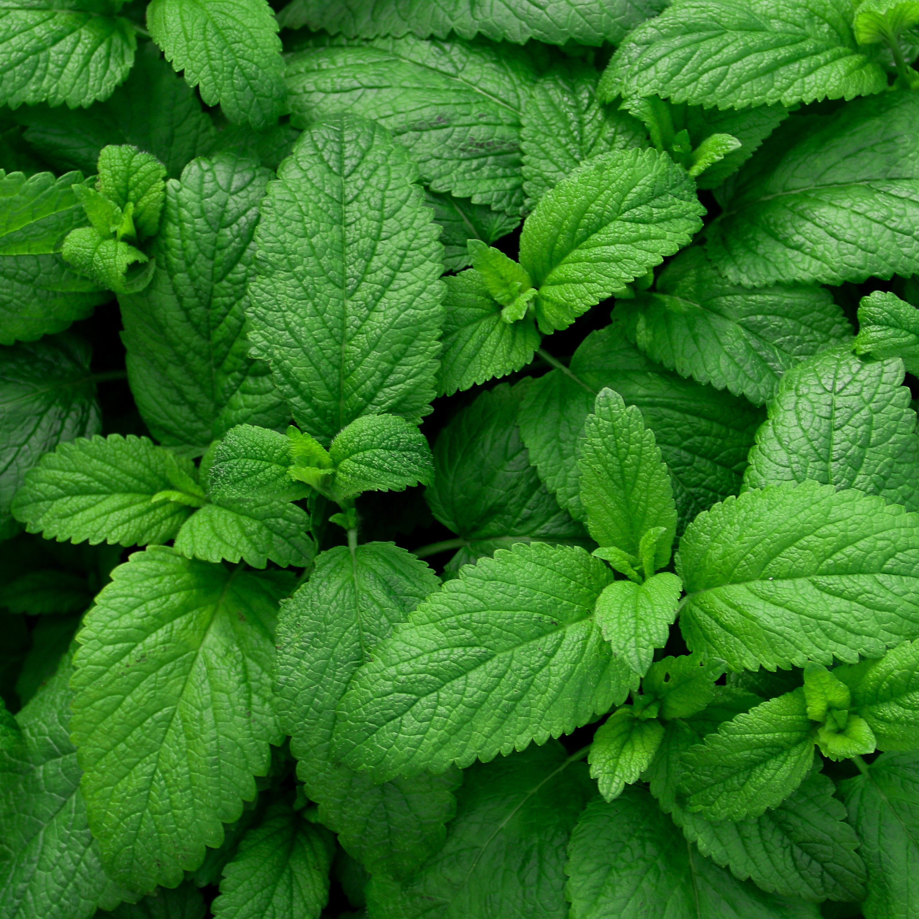 Bakker Menthe verte plant 13cm aromatique douce fraîche
