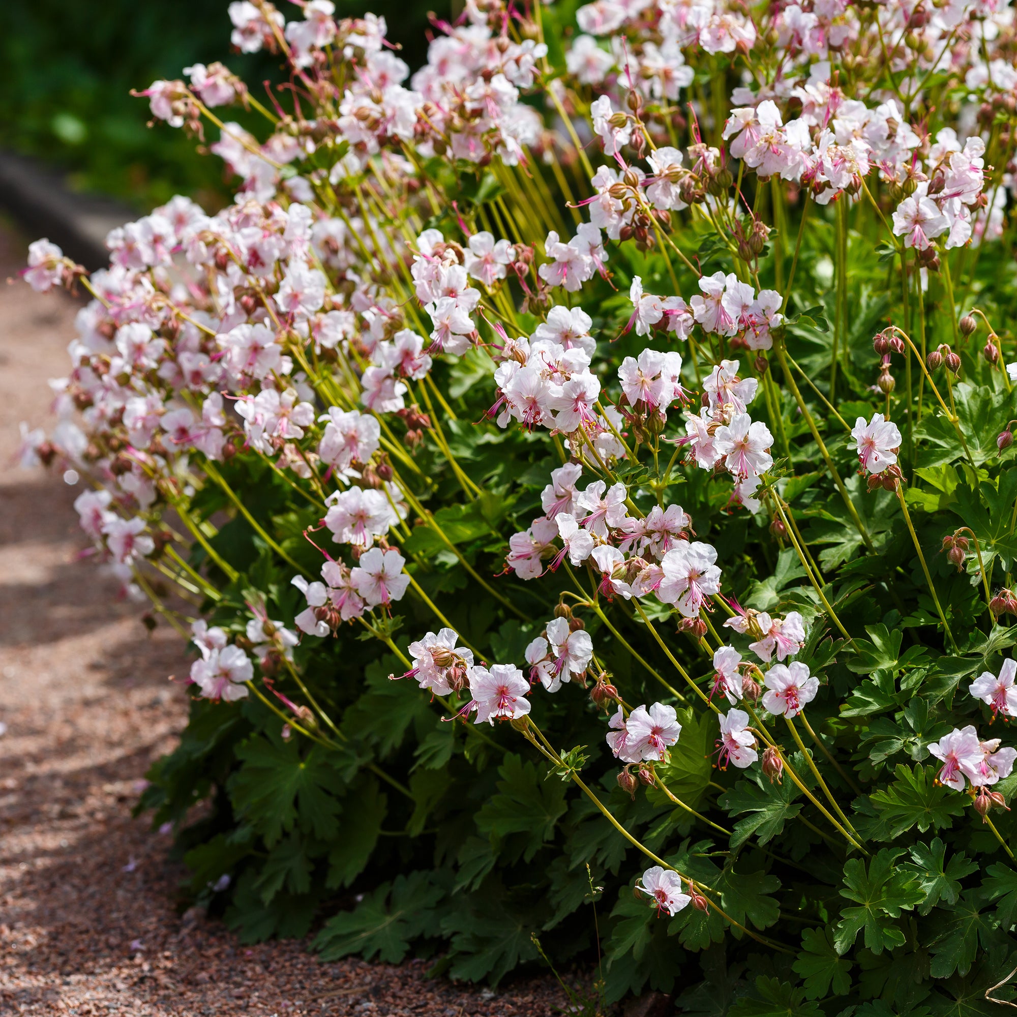 Bakker Géranium St Ola pot Ø9cm persistant