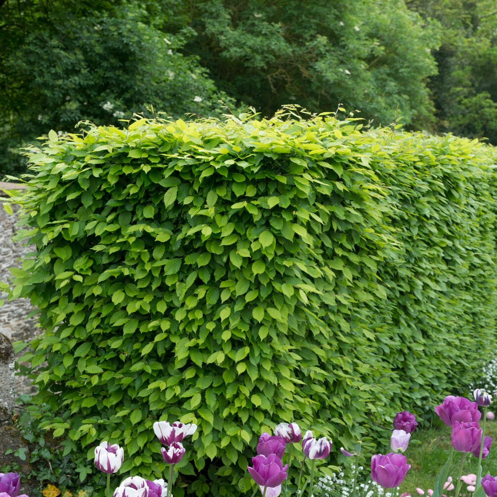 Bakker charme haie lot 10 racines nues 40-60cm brise-vue