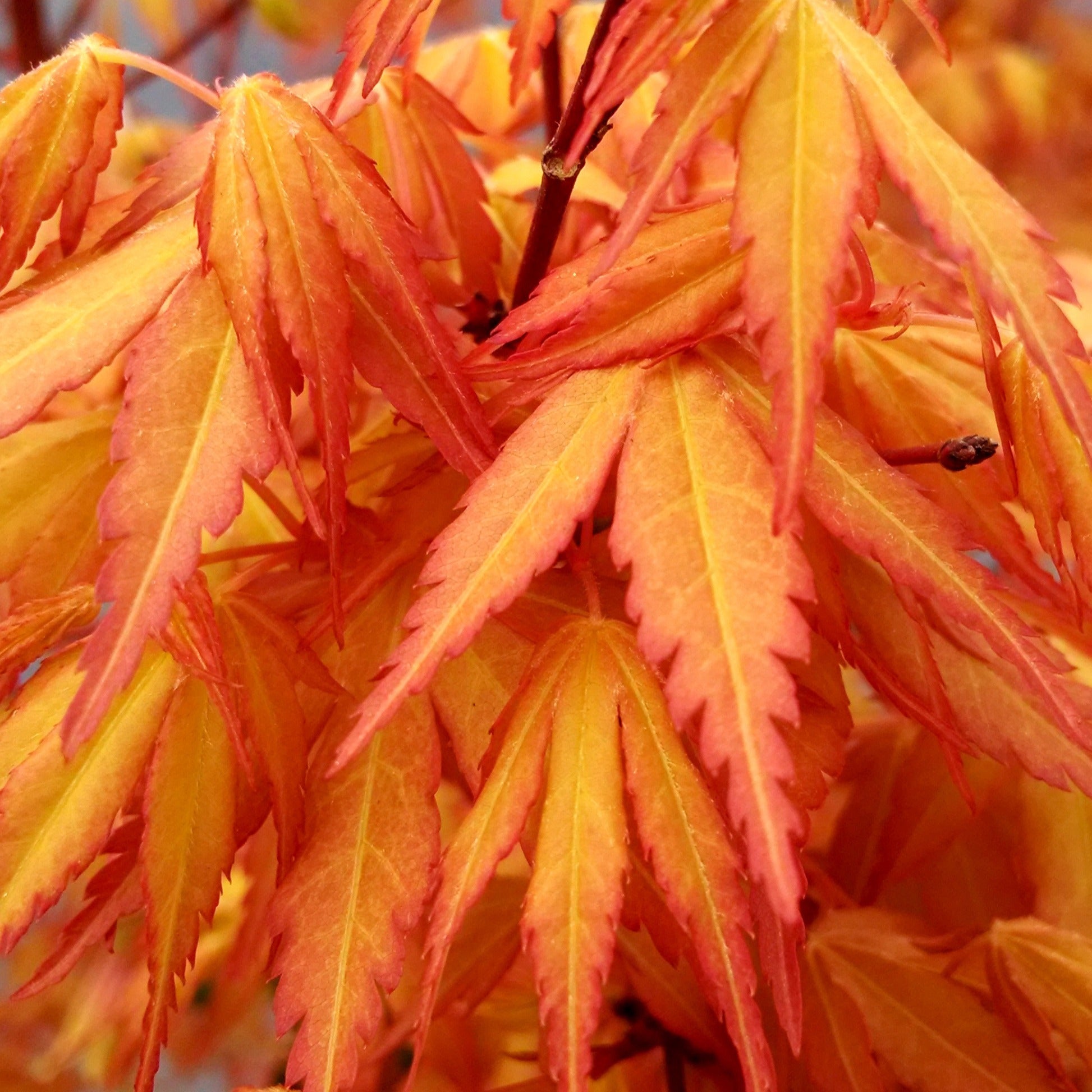 Bakker Katsura Érable du Japon arbuste pot Ø 11cm orange automne