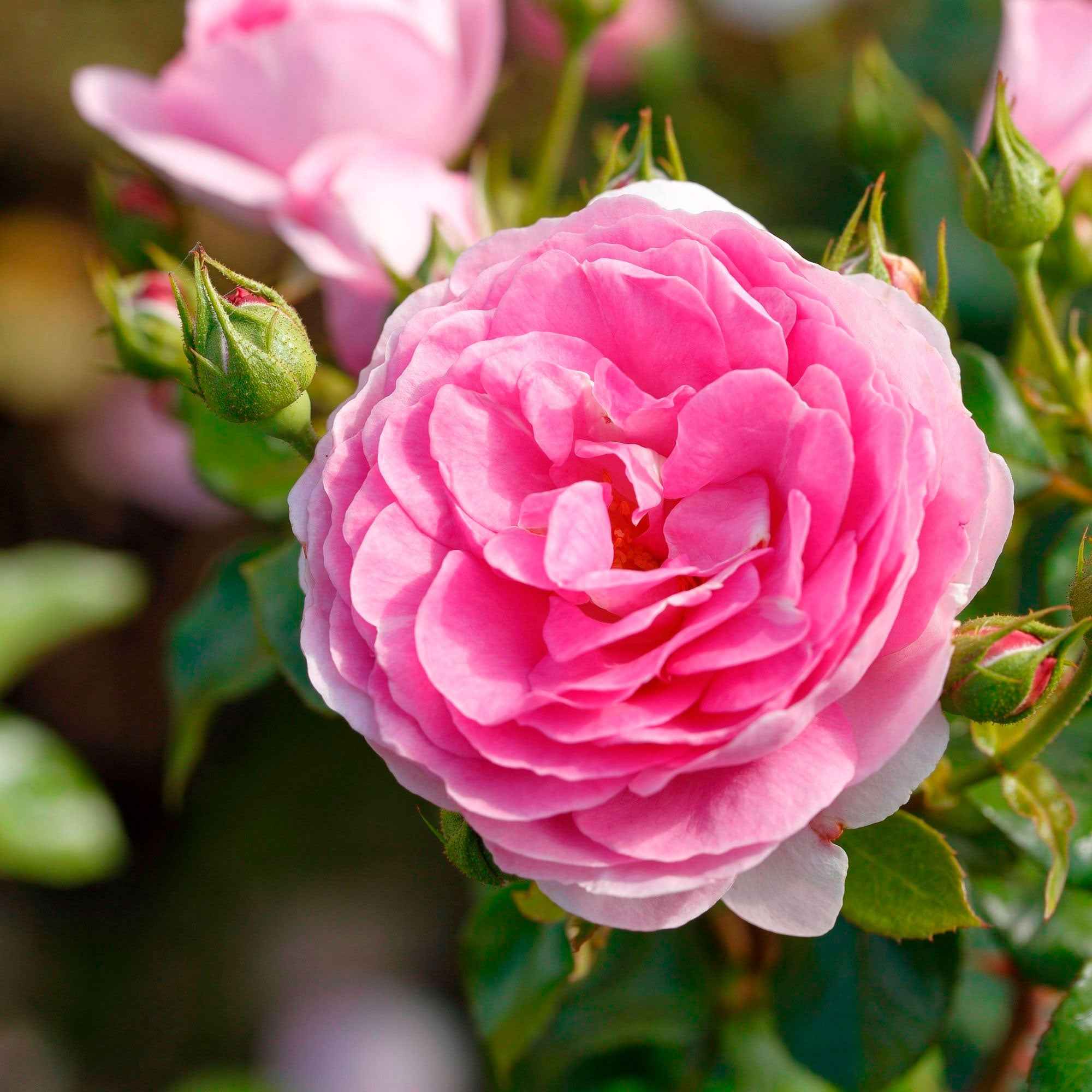 Bakker Rosier Grimpant Ozeana Pot 4L 15-40cm Rose Parfumé