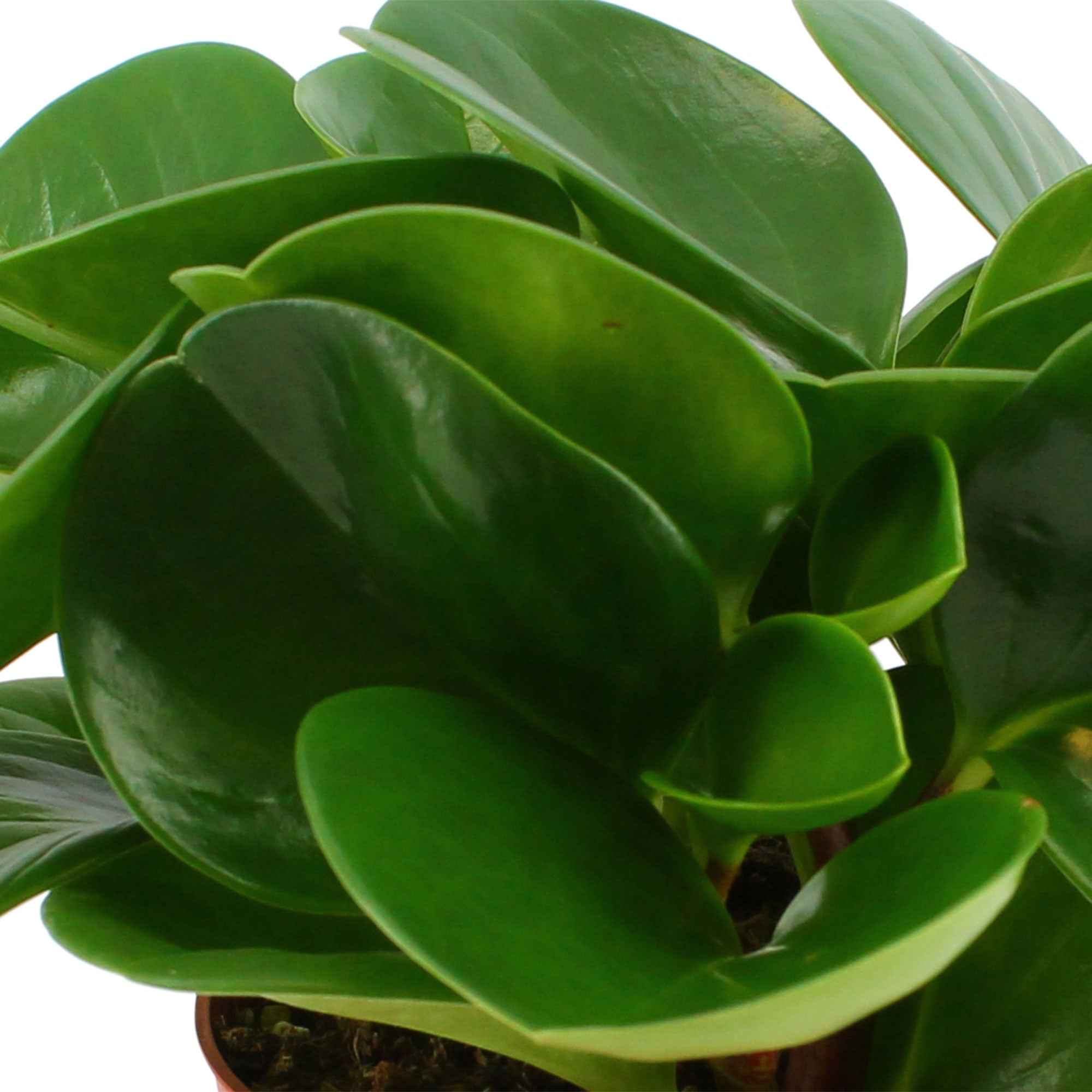 Bakker Plantes d'intérieur Peperomia obtusifolia plante pot 12cm vert