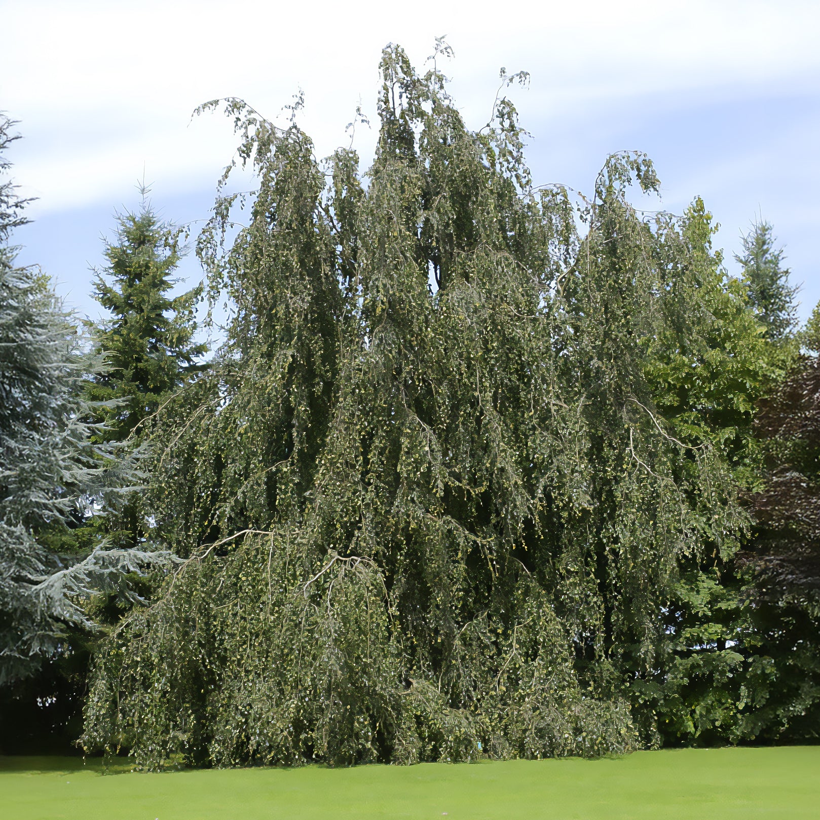 Bakker Hêtre pleureur arbre pot 2L 40-60cm