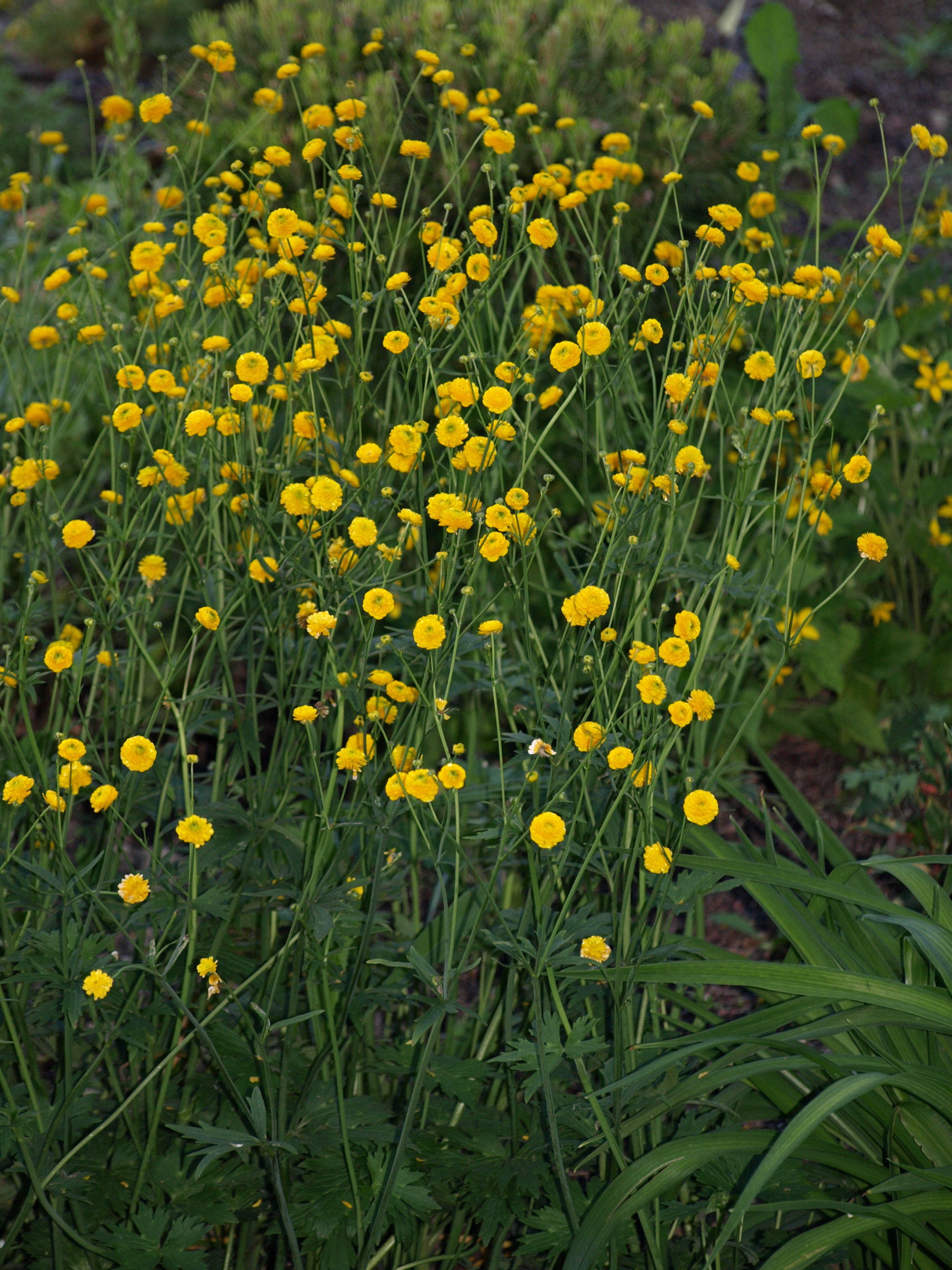 Passion Vivaces Ranunculus Multiplex renoncule pot 1L fleurs doubles