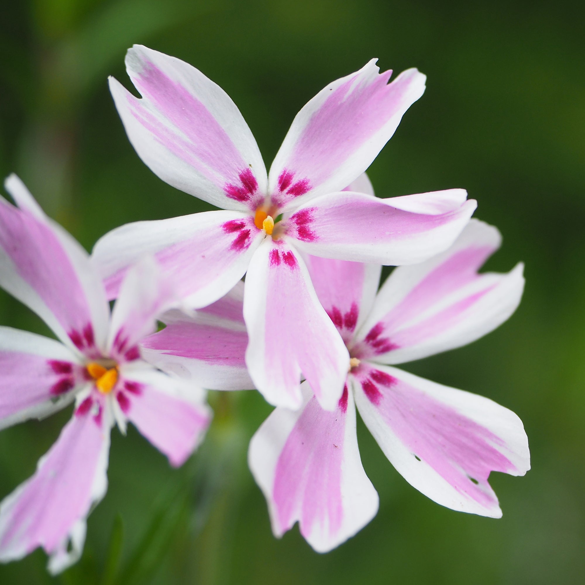 Bakker Phlox mousse Candy Stripes plante vivace pot 9cm bicolore