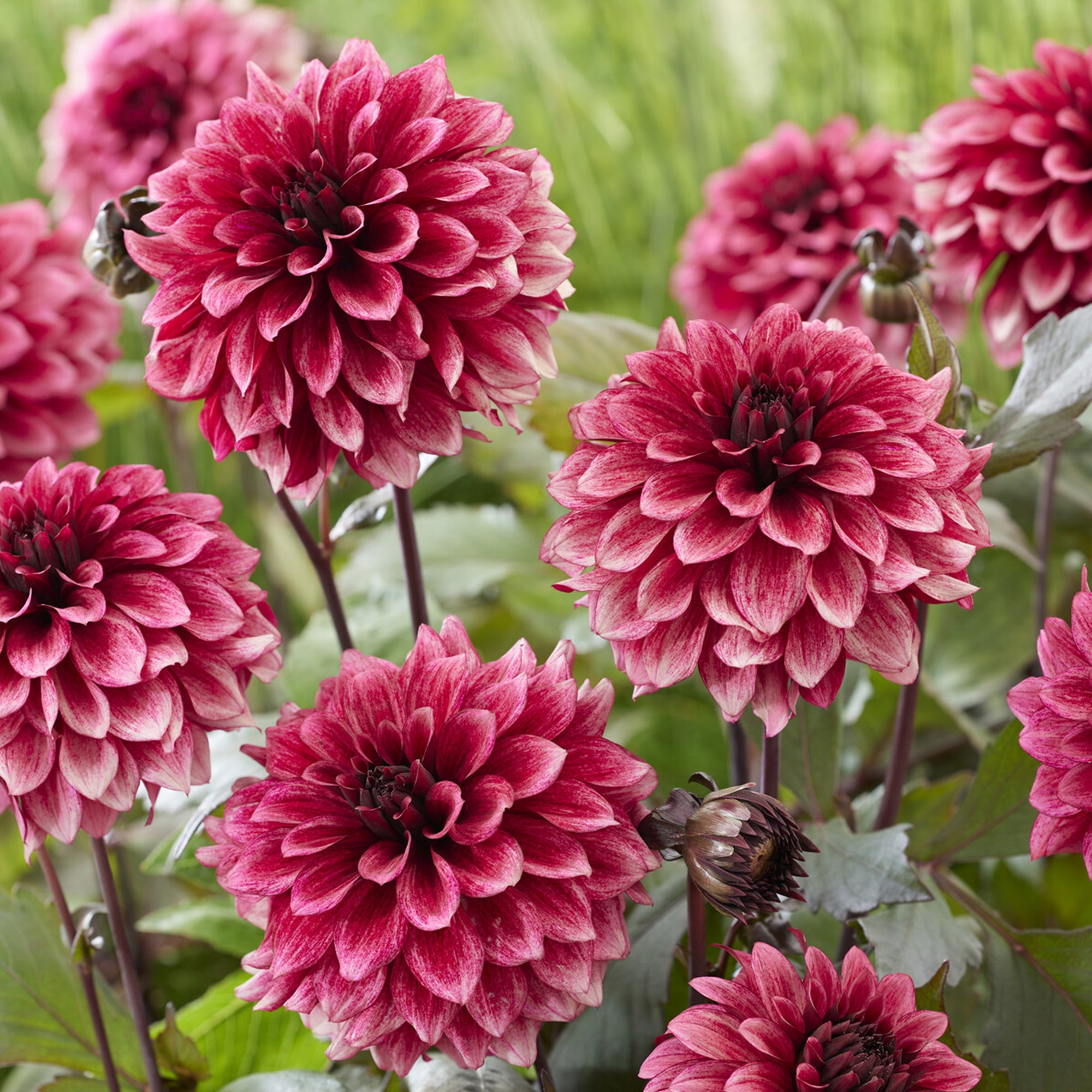 Bakker Bulbes à fleurs Dahlia Night Silence bulbe 1 rose noir