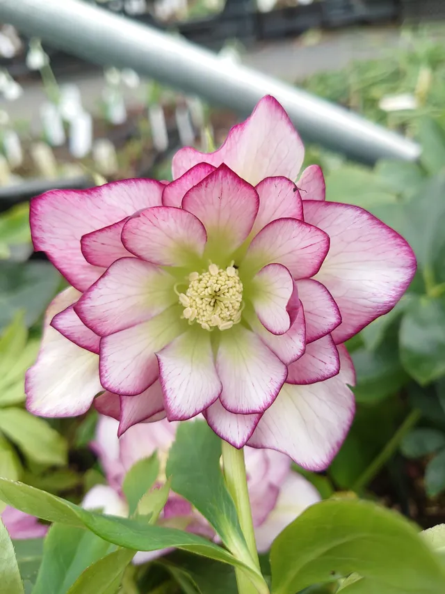 HELLEBORUS orientalis Double Ellen Picotee hellébore pot 1L