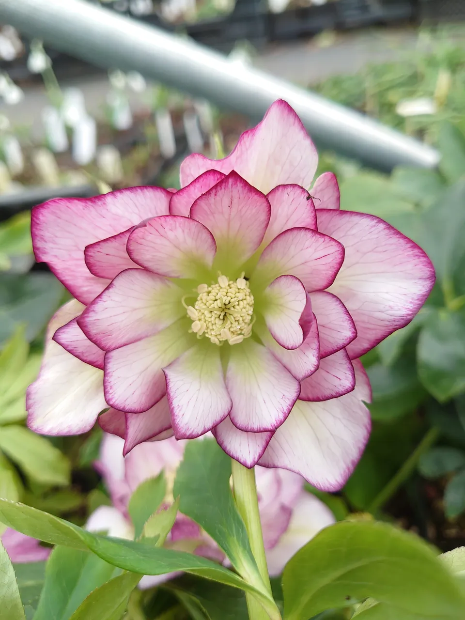 HELLEBORUS orientalis Double Ellen Picotee hellébore pot 1L
