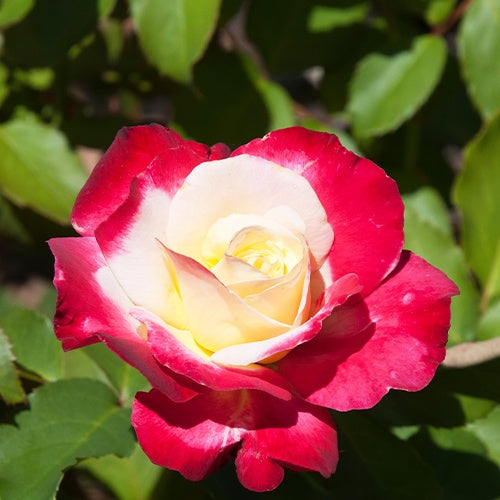 Bakker Double Delight rosier buisson motte 3+ branches parfumé