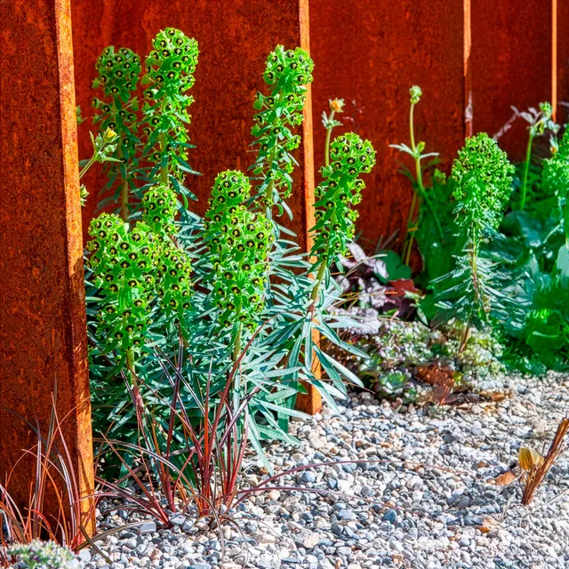Bakker Euphorbe characias Black Pearl plante pot 9cm