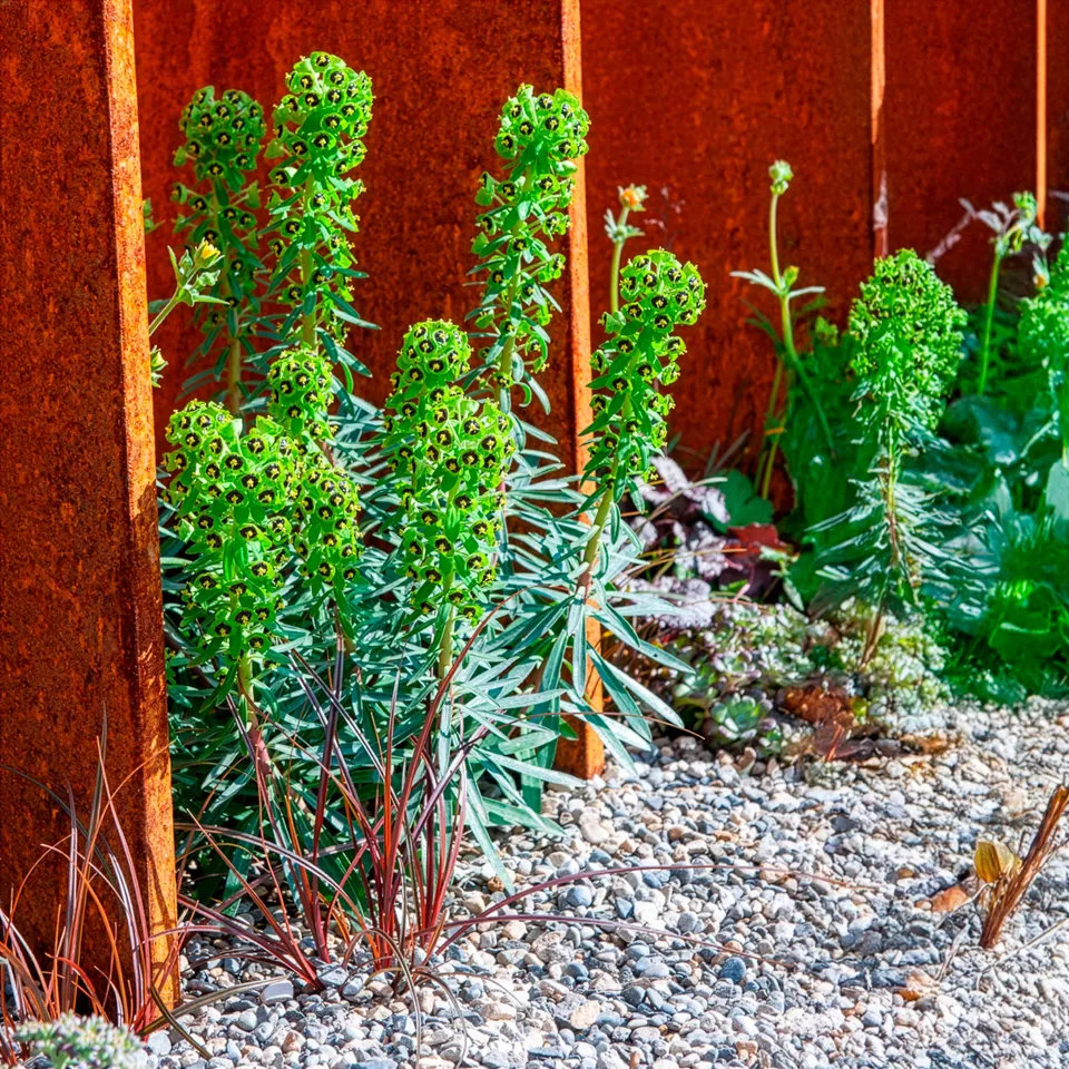 Bakker Euphorbe characias Black Pearl plante pot 9cm