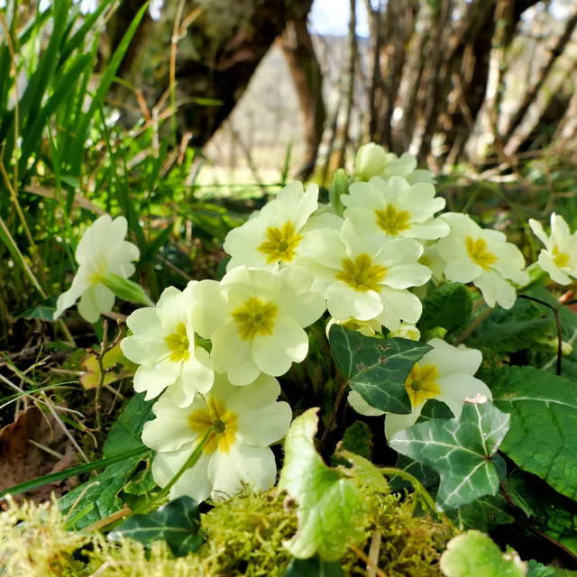 Bakker Primevère des jardins plante vivace pot 9cm blanc