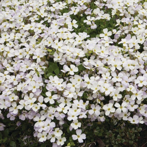 Bakker Aubriète Regado White vivace pot 9cm blanche