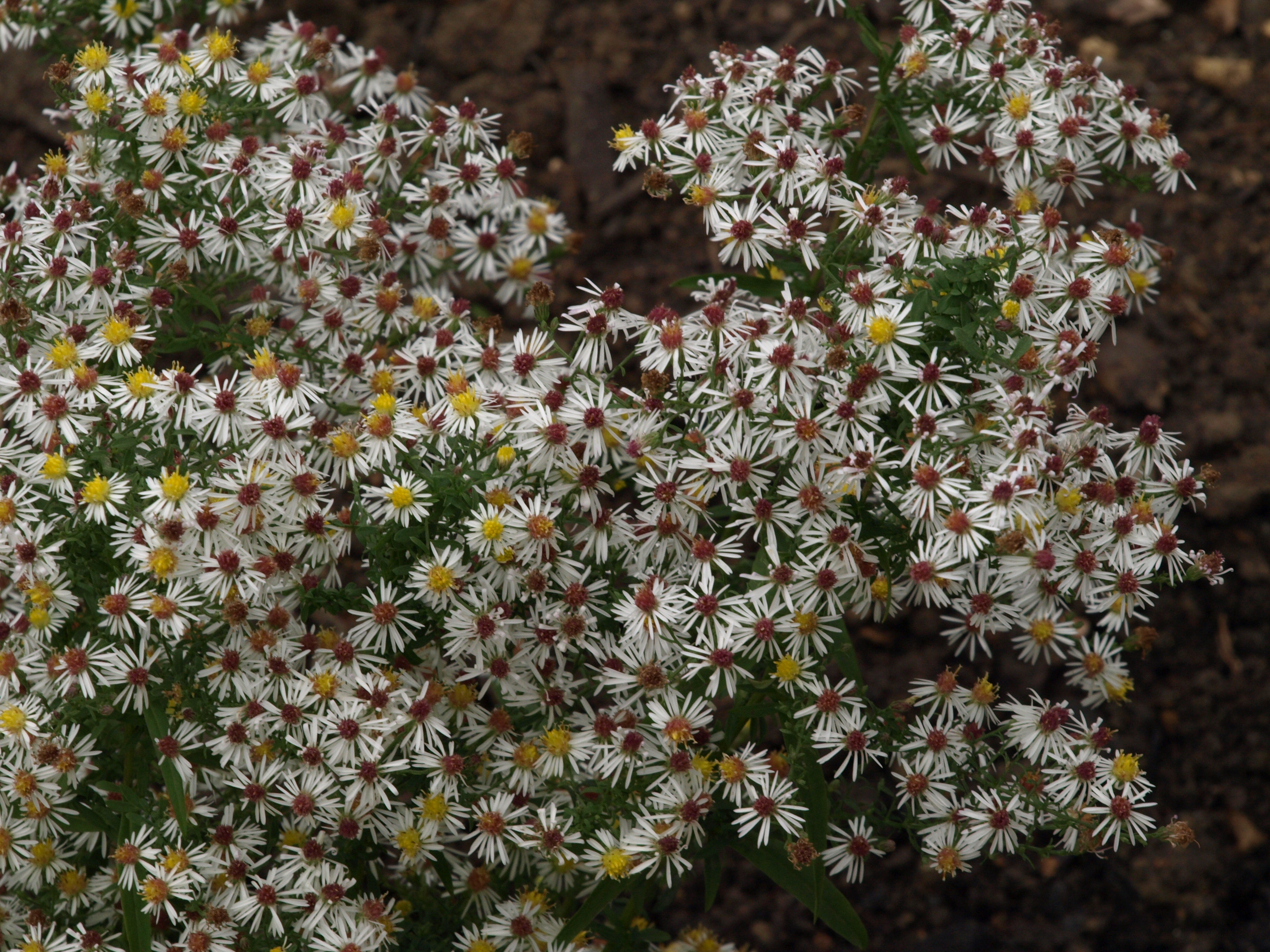 Passion Vivaces Aster ericoides Golden Showers plante vivace godet blanc