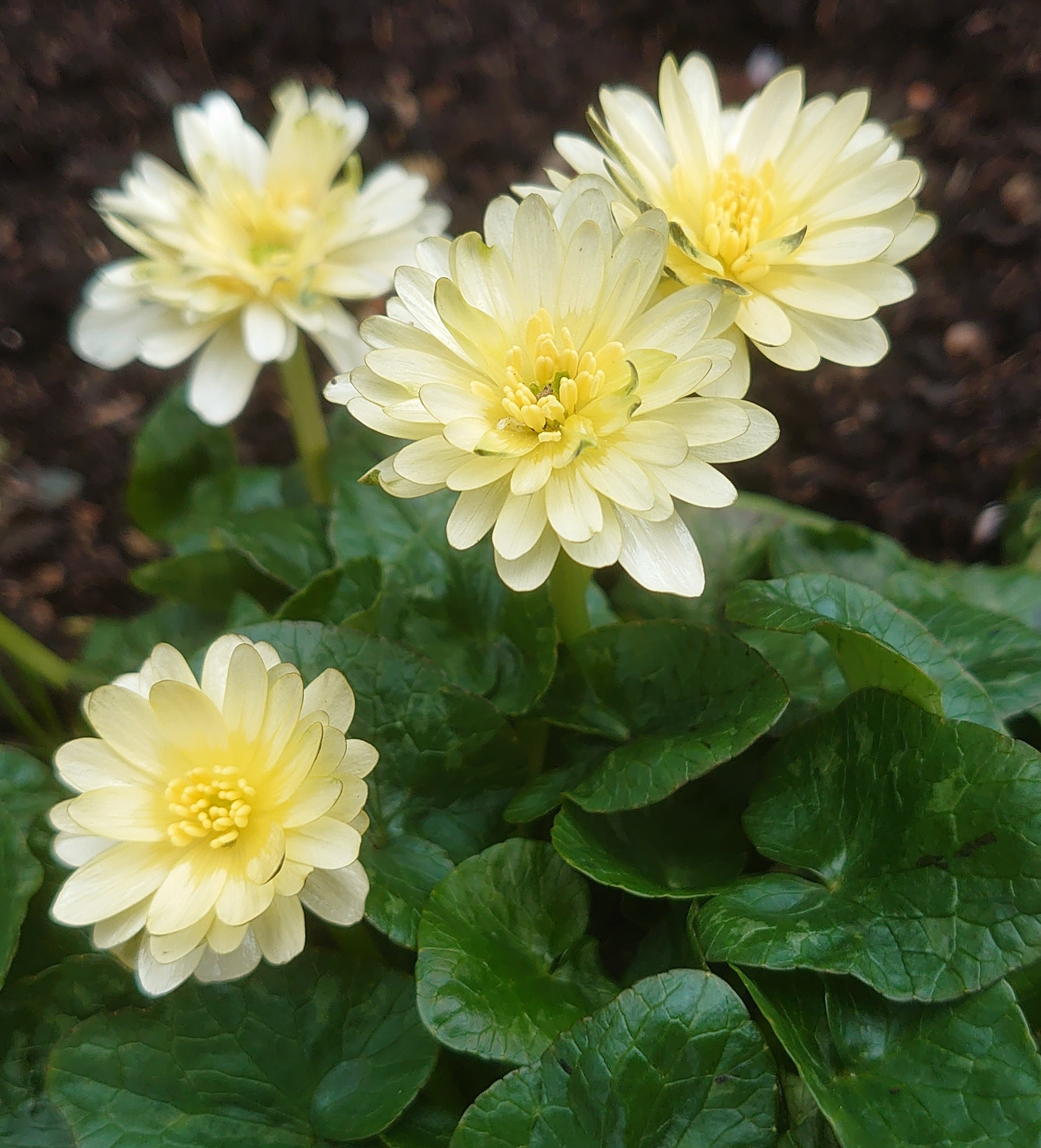 Passion Vivaces Ranunculus ficaria Wisley Double plante godet double blanc