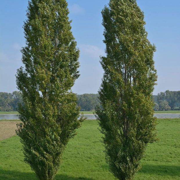 Bakker Peuplier noir Italie 10 racines nues 60-100cm