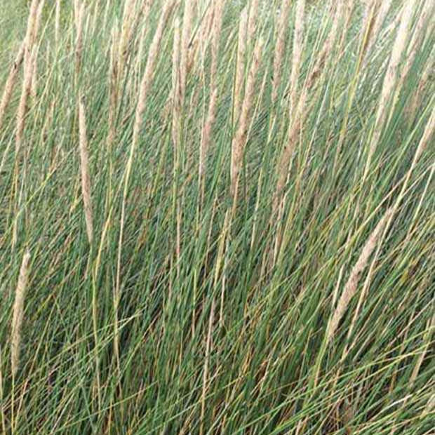 Bakker Oyat Roseau des sables graminée pot 9cm dune