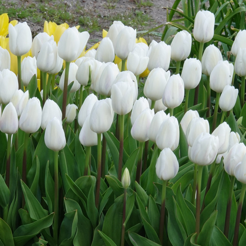 Bakker Tulipes Triomphe Royal Virgin bulbe 7 bulbes blanc